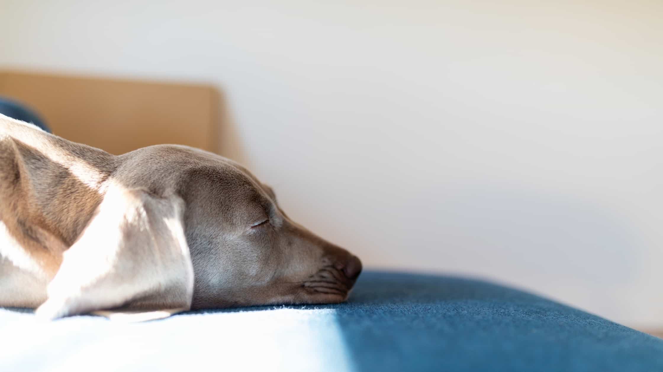 Why Do Dogs Smell Each Others Bottoms? Top 5 Common Dog Questions