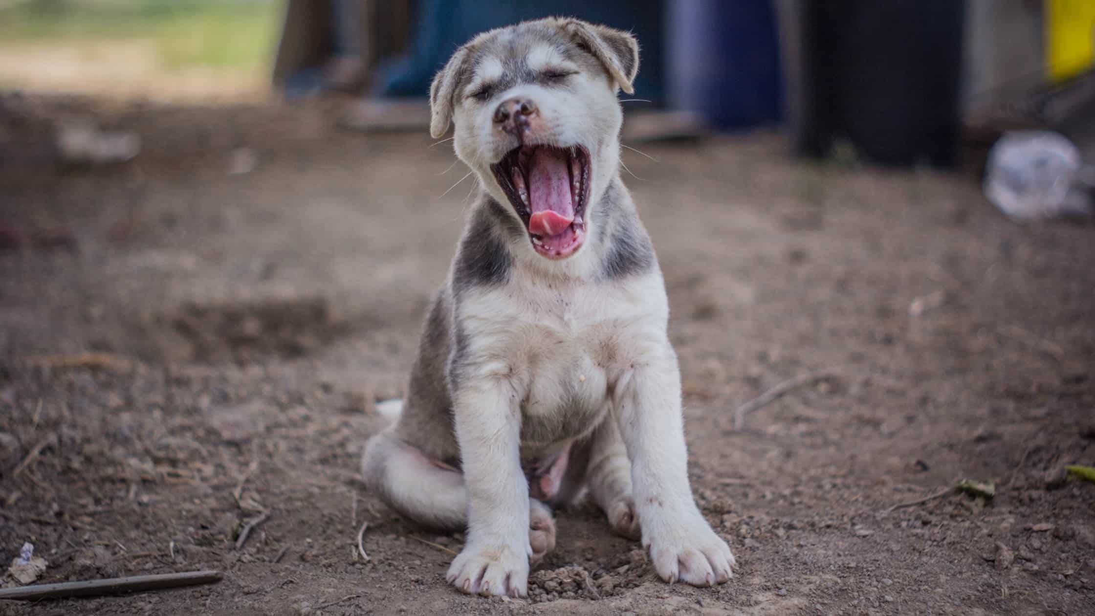 Why Do Dogs Yawn? and What It Really Means