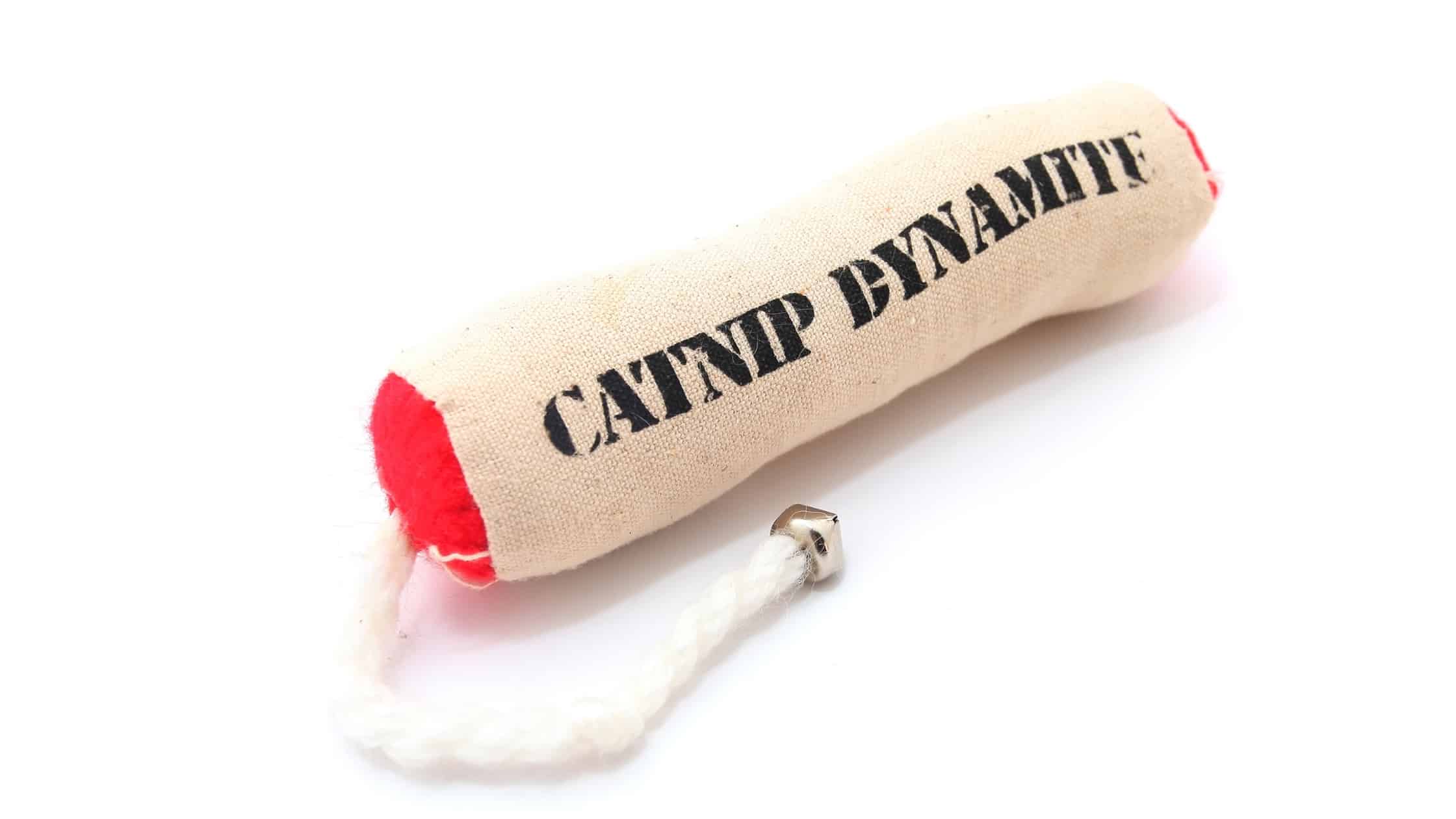 Catnip For Dogs Is Catnip Bad for Dogs?