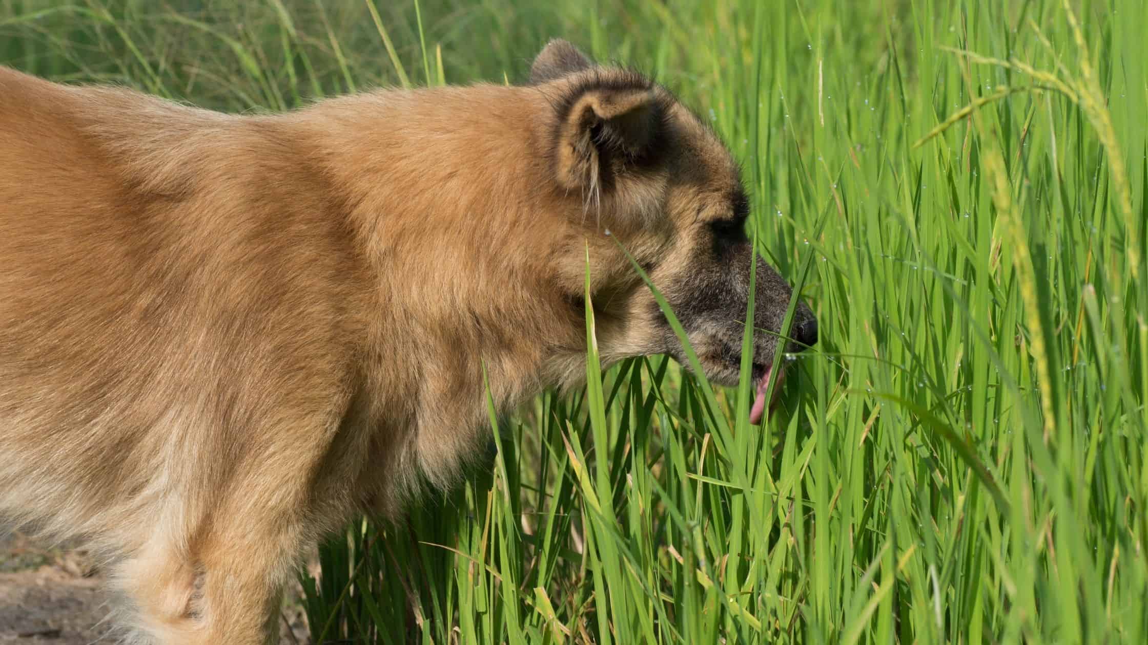 Why Do Dogs Eat Grass ...and is it safe? - AnxiousCanine.com