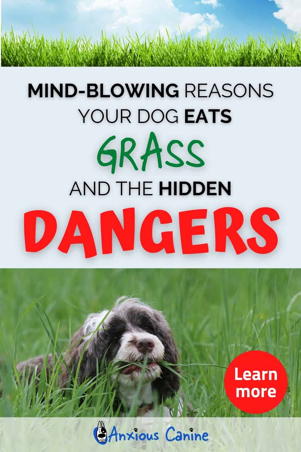 View of Why Do Dogs Eat Grass ...and is it safe? - AnxiousCanine.com