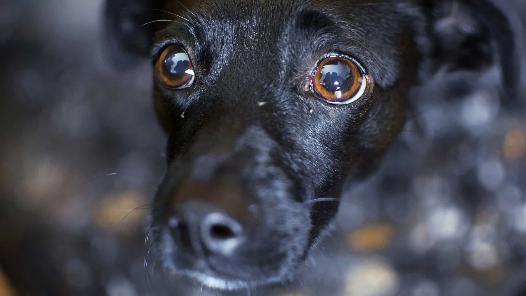 DoctorMike -. Apologies in advance for another message. I am reaching ... - Is It Safe To Give Benadryl To Dogs