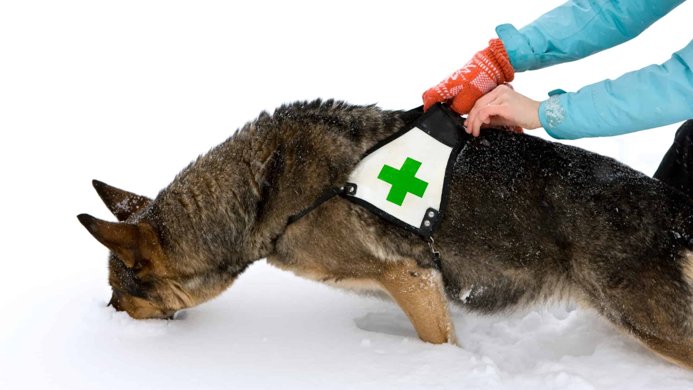 Anise for Dogs Is it Dognip?