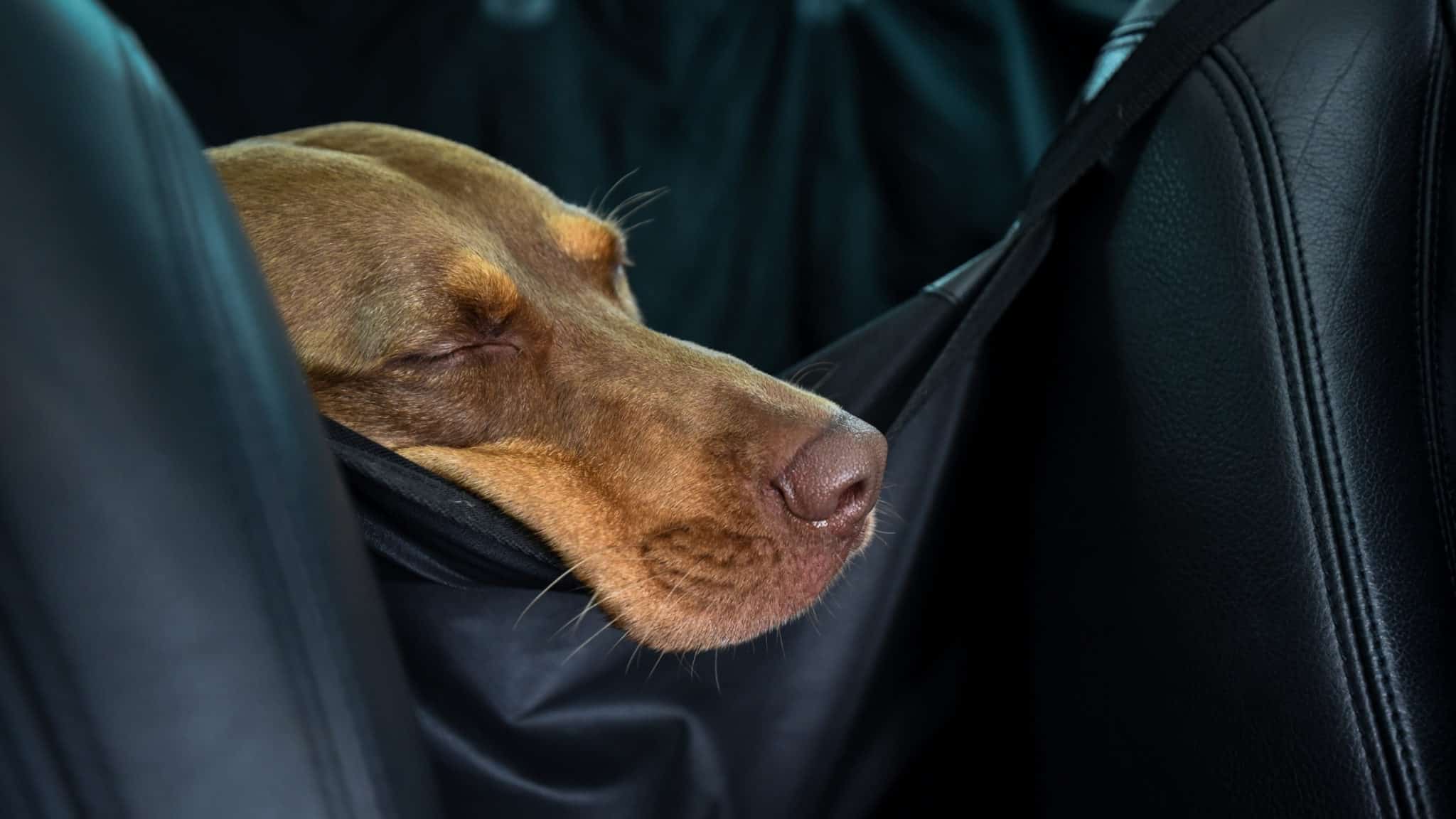 Giving Dogs Benadryl, Is it Safe?