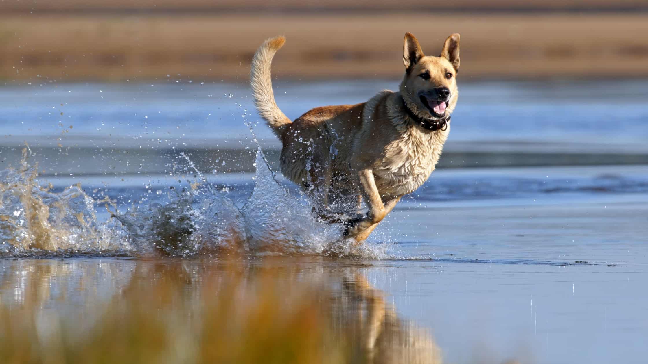 Anise for Dogs Is it Dognip?