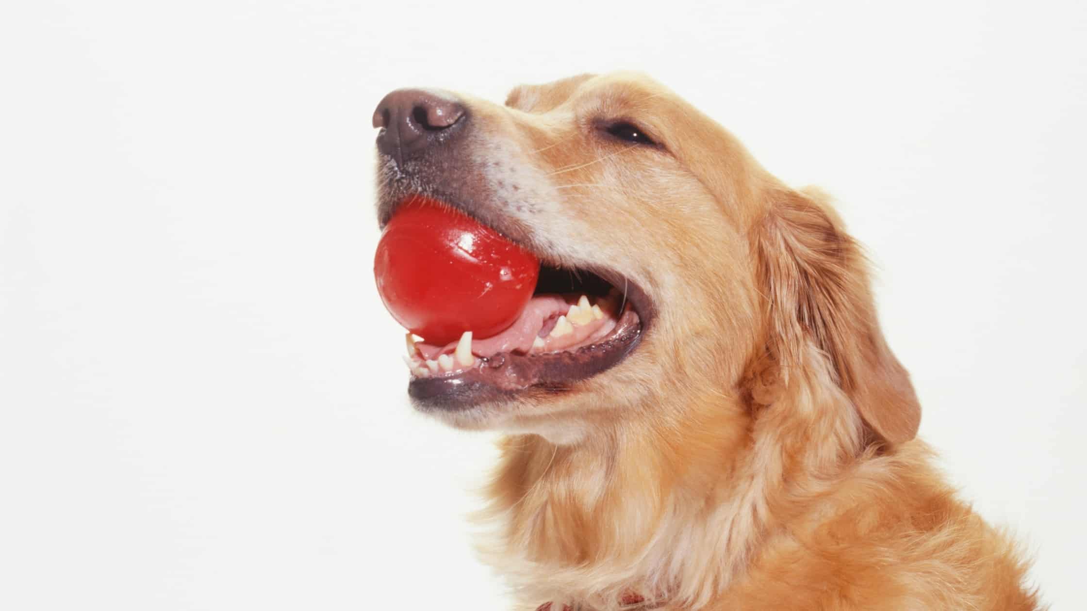 Can Dogs Sense Sadness in Their Owners?