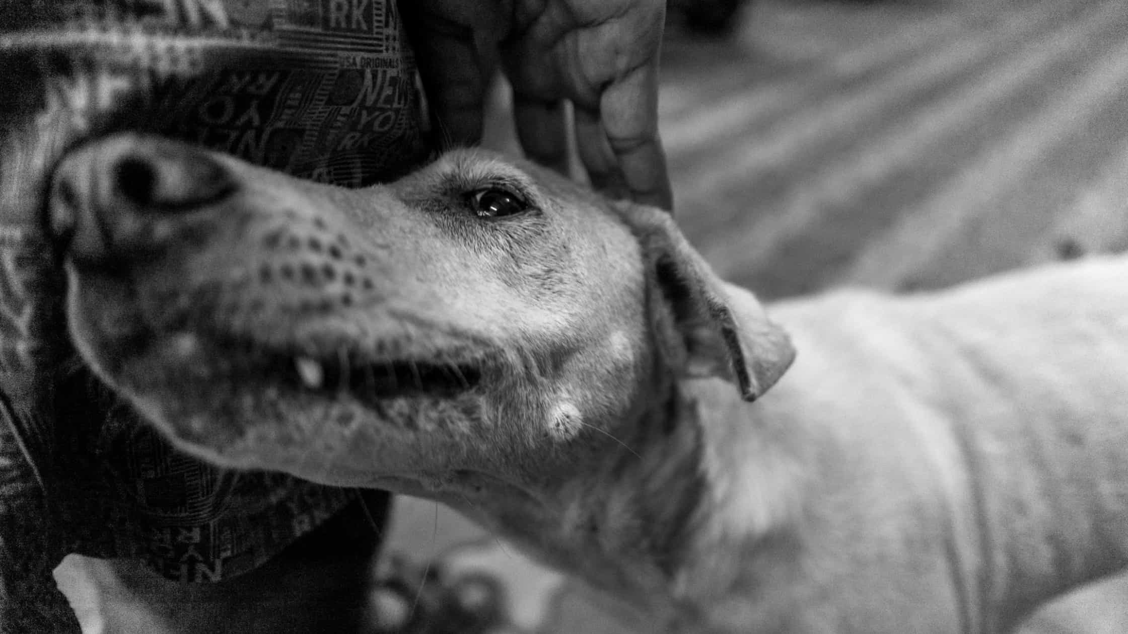 Can Dogs Sense Sadness in Their Owners?