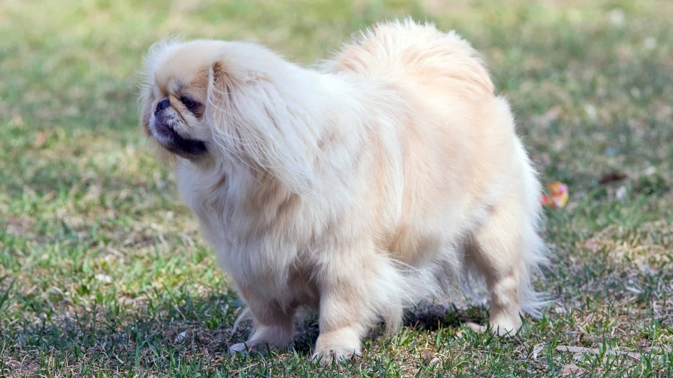 Short Legged Dogs 8 Popular Breeds