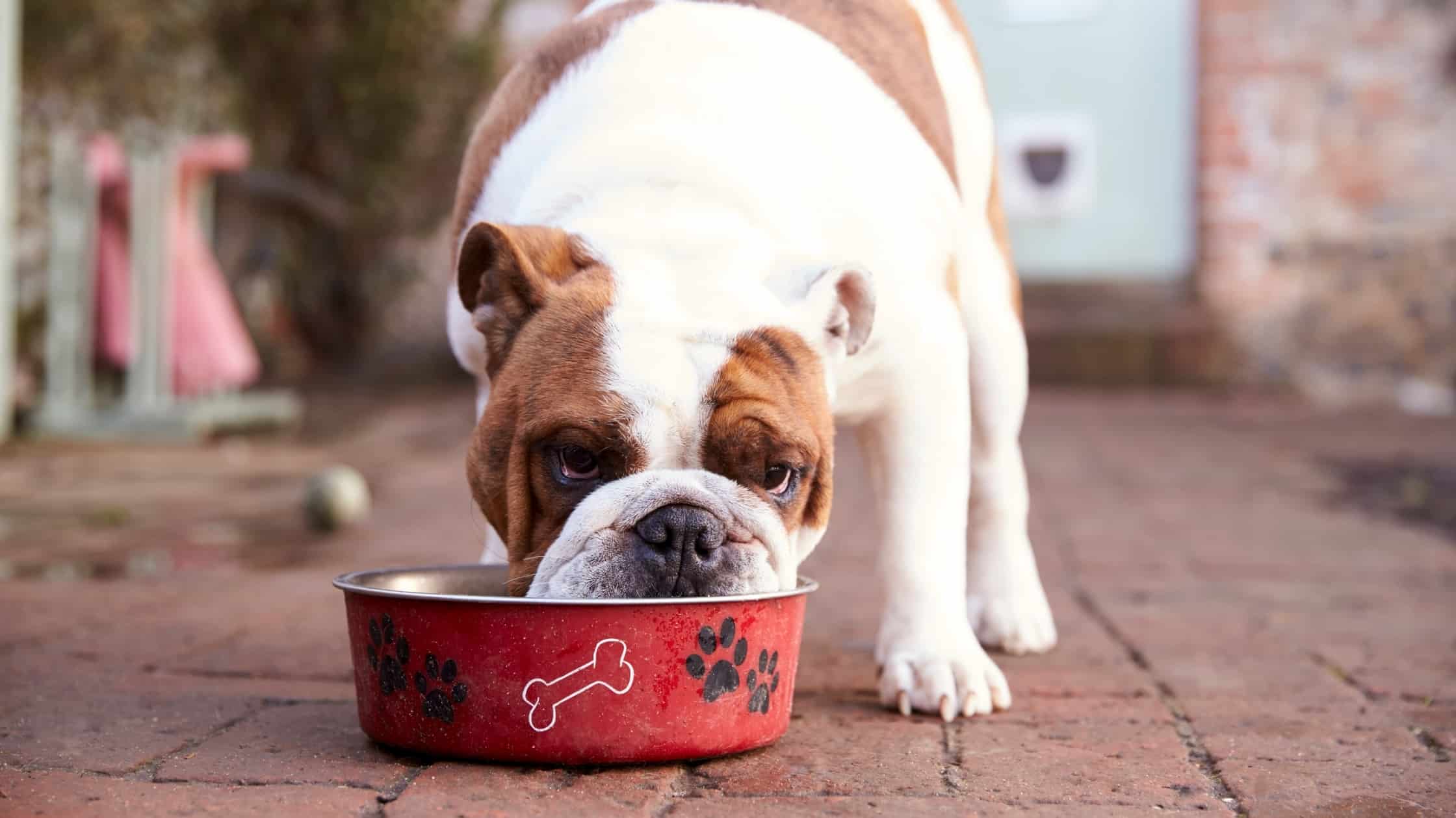 Can Dogs Eat Dragon Fruit?
