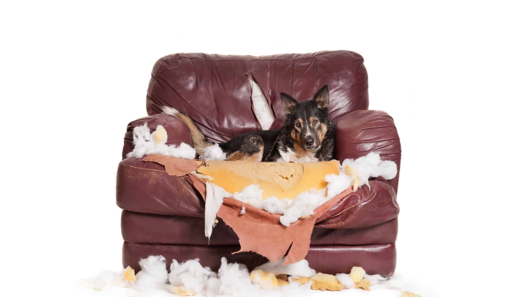 Image showcasing Separation Anxiety in Dogs – Causes and Solutions - AnxiousCanine.com