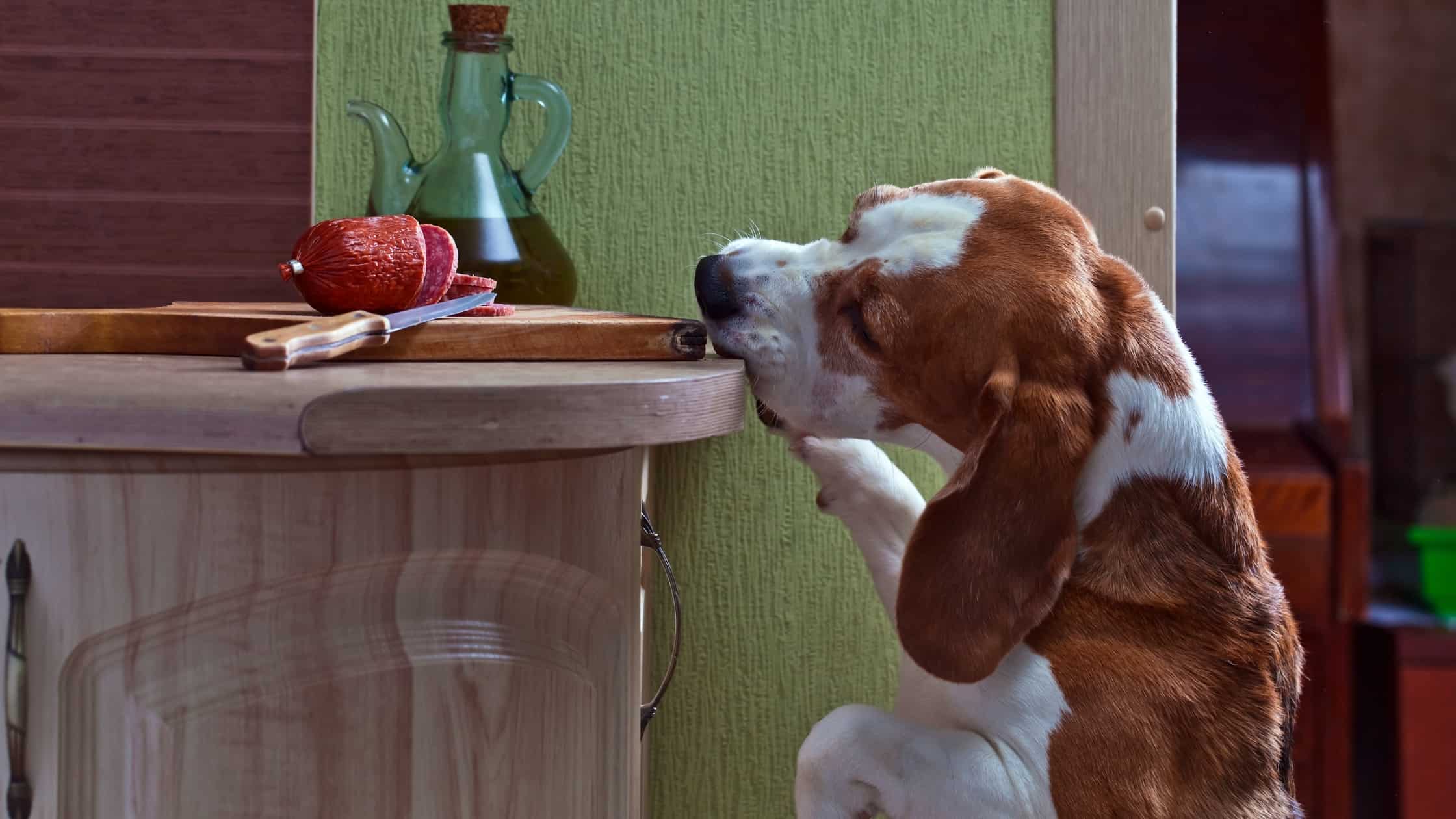 Can Dogs Eat Salami...And Is It Healthy?