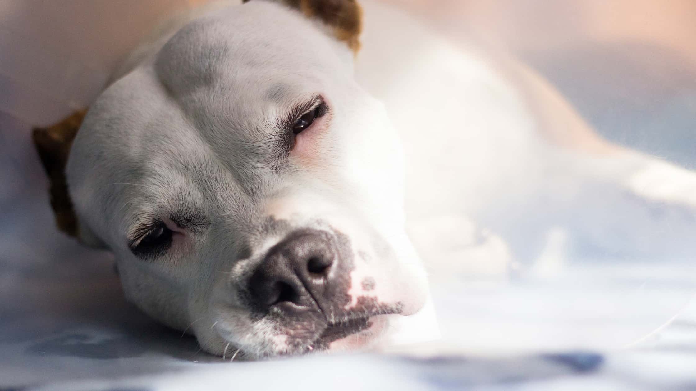 Can Dogs Eat Salami...And Is It Healthy?