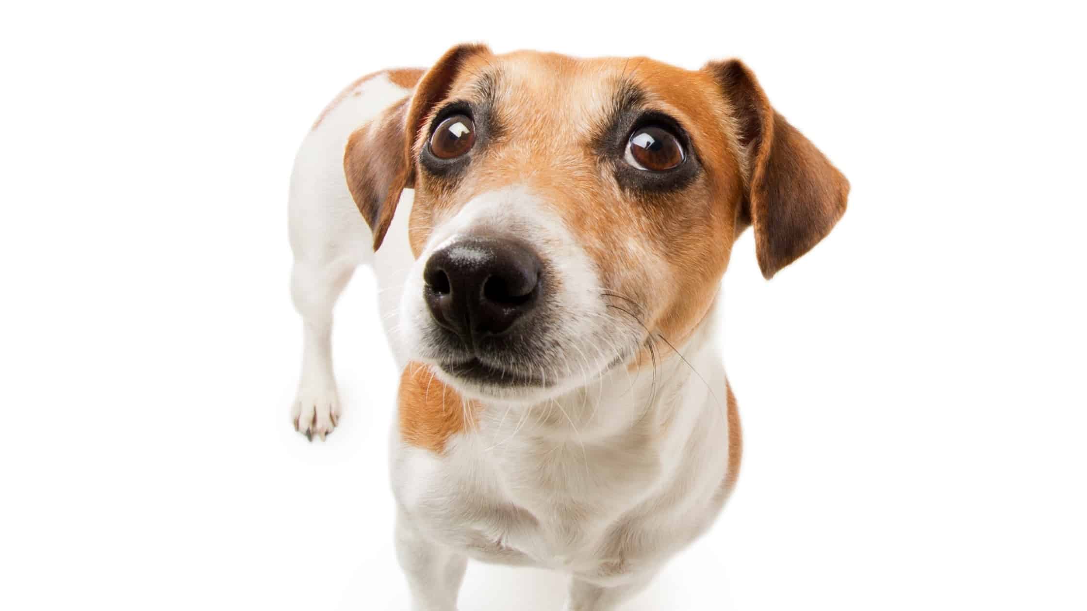 Can Dogs Eat Salami...And Is It Healthy?